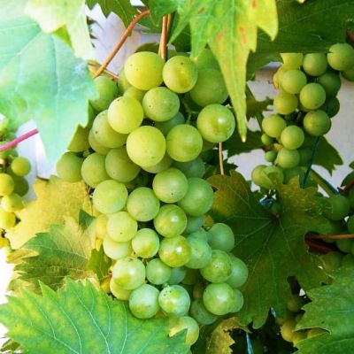 Виноград Илья Виноград Илья фото