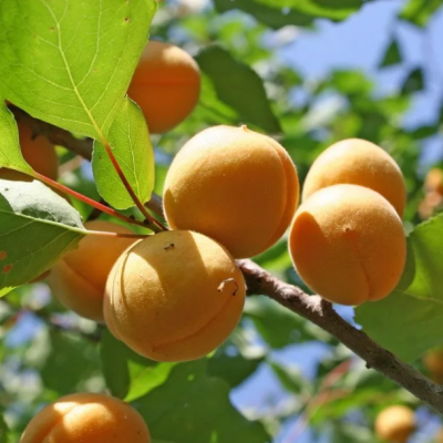 Абрикос Лель Абрикос Лель фото