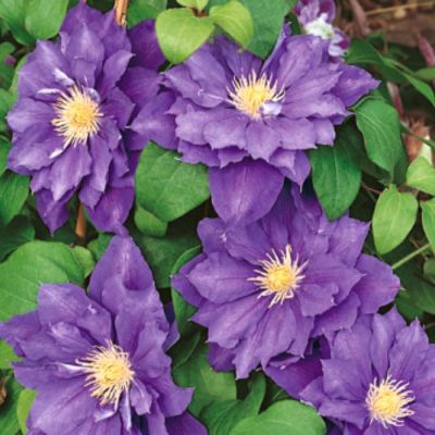 Клематис Бьюти оф Ворчестер Клематис Бьюти оф Ворчестер - Dolina-Sad.Ru