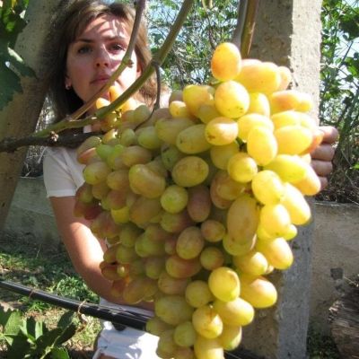 Виноград Преображение Виноград Преображение фото