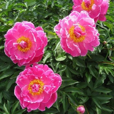 Пион Август Дессерт - Dolina-Sad.Ru