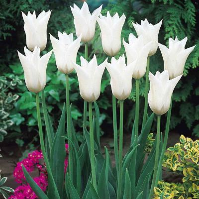 Тюльпан Баллад Уайт Тюльпан Баллад Уайт фото