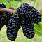 Шелковица черная Жемчужина Шелковица черная Жемчужина фото