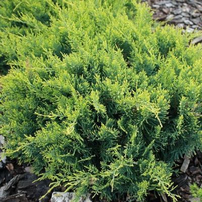 Можжевельник виргинский Голден Спринг Можжевельник виргинский Голден Спринг фото