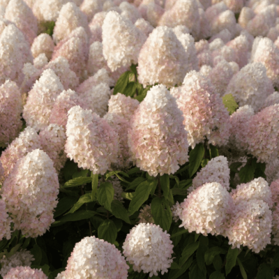 Гортензия метельчатая Магикал Свит Саммер, С2 - Dolina-Sad.Ru