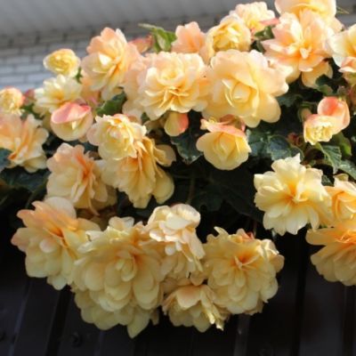 Бегония Беллекония Шардоне Бегония Беллекония Шардоне - Dolina-Sad.Ru