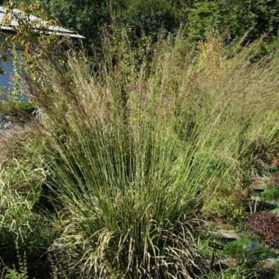 Молиния тростниковая Скайрейсер Молиния тростниковая Скайрейсер - Dolina-Sad.Ru