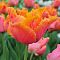 Тюльпан Эмейзинг Пэррот Тюльпан Эмейзинг Пэррот фото