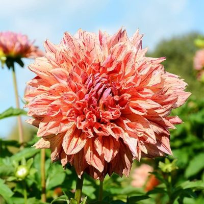 Георгина Киабосс Георгина Киабосс фото