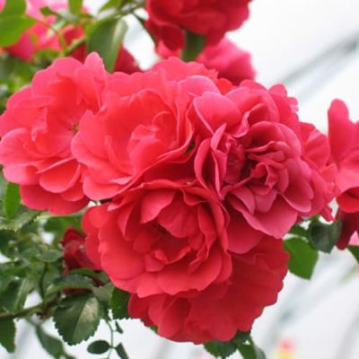 Роза Соррент фото