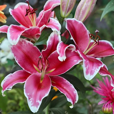 Лилия Гаучо - Dolina-Sad.Ru