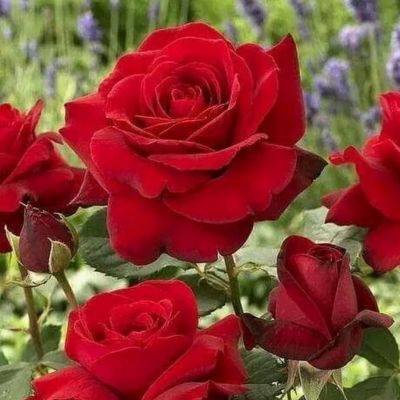 Роза Магнум - Dolina-Sad.Ru