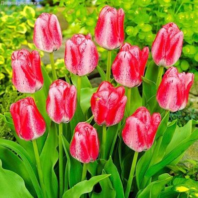 Тюльпан Денис за рубль Тюльпан Денис за рубль фото