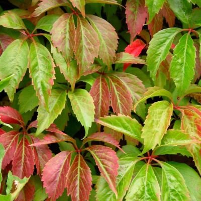 Девичий виноград Энгельмана - Dolina-Sad.Ru