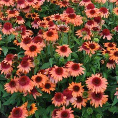 Эхинацея Каррот Кейк Эхинацея Каррот Кейк - Dolina-Sad.Ru