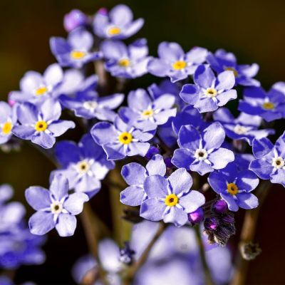 НЕЗАБУДКА ВИКТОРИЯ НЕЗАБУДКА ВИКТОРИЯ - Dolina-Sad.Ru