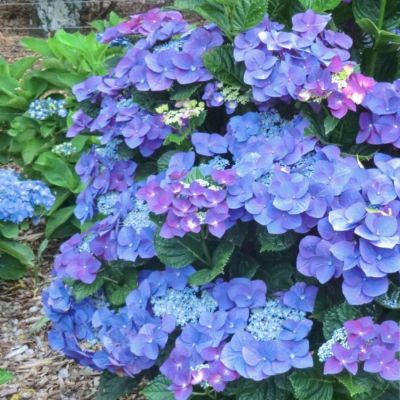 Гортензия крупнолистная Фазан, С2 Гортензия крупнолистная Фазан, С2 - Dolina-Sad.Ru