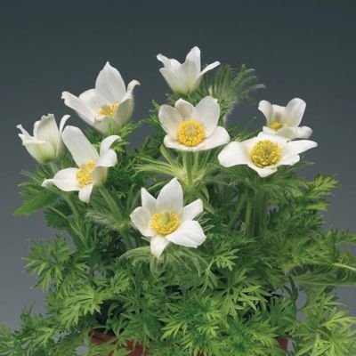 Прострел обыкновенный Белый Прострел обыкновенный Белый - Dolina-Sad.Ru