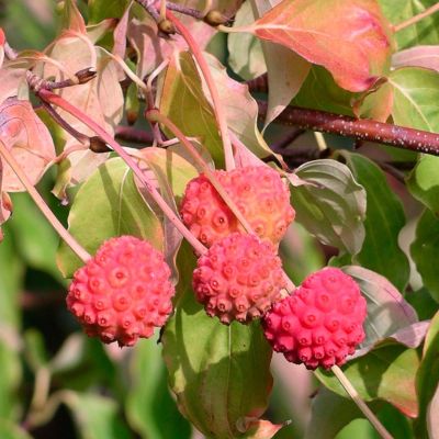 Дерен Коуза Дерен Коуза - Dolina-Sad.Ru