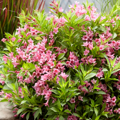 Вейгела цветущая Пикобелла Роза фото