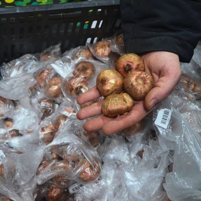 Гладиолус Дингадонг Гладиолус Дингадонг - Dolina-Sad.Ru