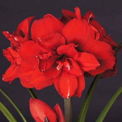 Амариллис Дабл Кинг - Dolina-Sad.Ru