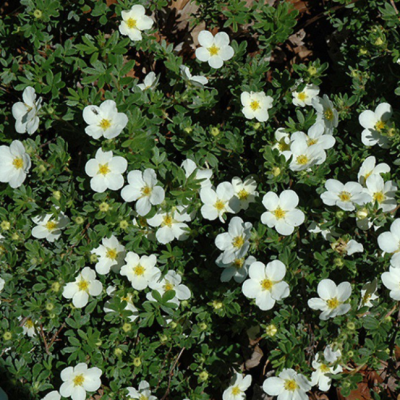 Лапчатка кустарниковая Маккейс Уайт Лапчатка кустарниковая Маккейс Уайт фото