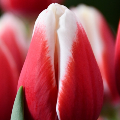 Тюльпан Аомори Тюльпан Аомори - Dolina-Sad.Ru