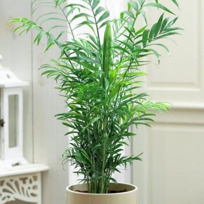 Хамедорея Изящная, 5 шт. Хамедорея Изящная, 5 шт. фото