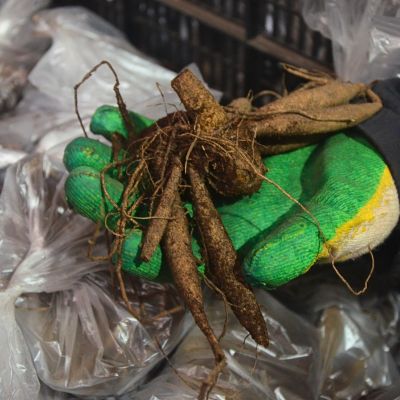 Георгина Нут д'Ете Георгина Нут д'Ете фото