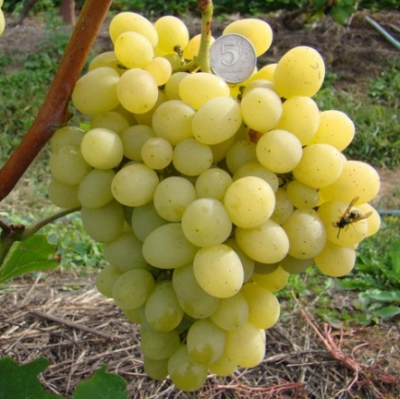 Виноград Августин (Феномен) Виноград Августин (Феномен) фото