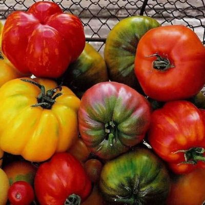 Смесь томатов Богатырь Смесь томатов Богатырь фото