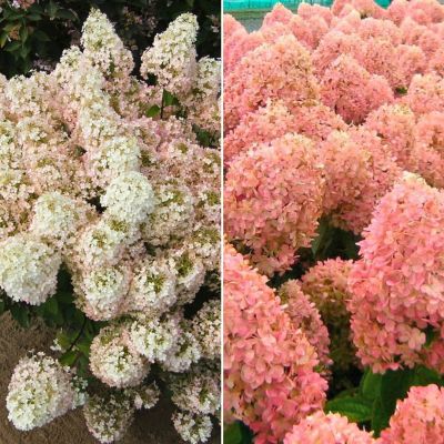 Комплект метельчатых гортензий Карамель Комплект метельчатых гортензий Карамель - Dolina-Sad.Ru