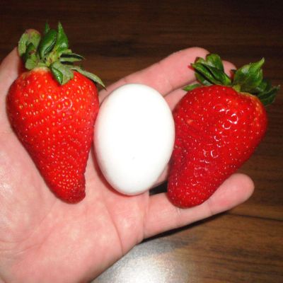 Земляника (Клубника) Гигант русский F1 пробирка сер. Русский богатырь Земляника (Клубника) Гигант русский F1 пробирка сер. Русский богатырь фото