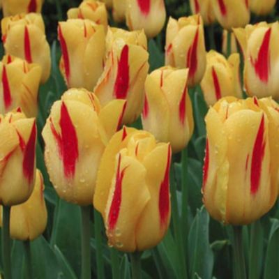 Тюльпан Вашингтон Тюльпан Вашингтон - Dolina-Sad.Ru