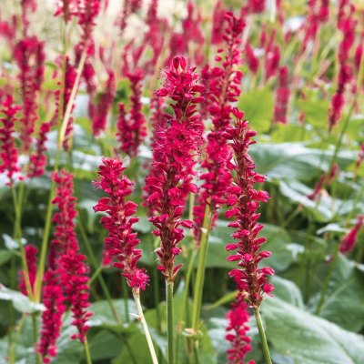 Горец стеблеобъемлющий Файртэйл Горец стеблеобъемлющий Файртэйл - Dolina-Sad.Ru