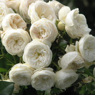 Роза Артемис фото