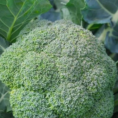 Капуста Брокколи Айронмен F1(Clause/Франция) Капуста Брокколи Айронмен F1(Clause/Франция) фото