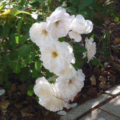 Роза Фис Клайм - Dolina-Sad.Ru