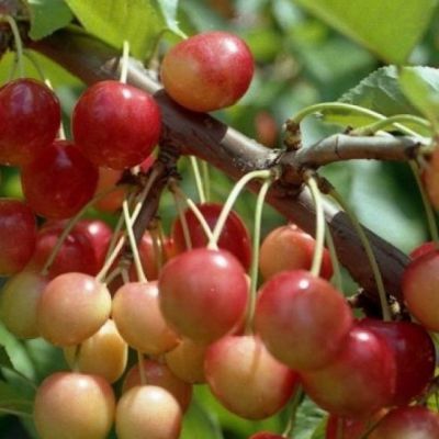 Черешня Юлия Черешня Юлия фото