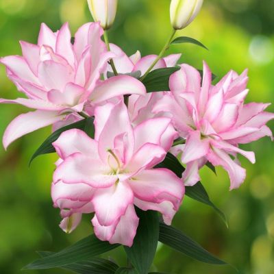 Лилия Роузлили Аннушка Лилия Роузлили Аннушка - Dolina-Sad.Ru