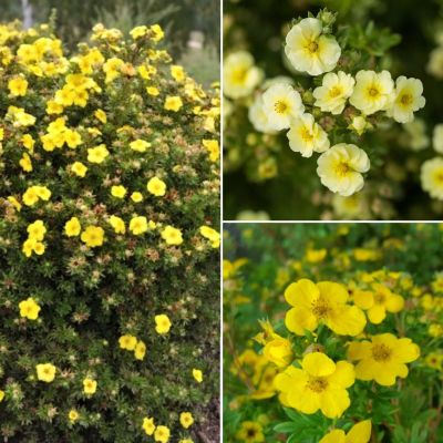 Комплект лапчаток Еллоу Комплект лапчаток Еллоу - Dolina-Sad.Ru