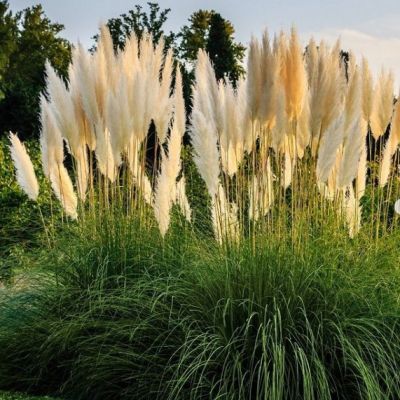 Кортадерия Селло , x Кортадерия Селло , x фото