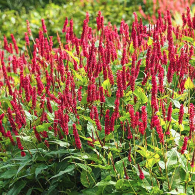 Горец стеблеобъемлющий Файртэйл Горец стеблеобъемлющий Файртэйл - Dolina-Sad.Ru