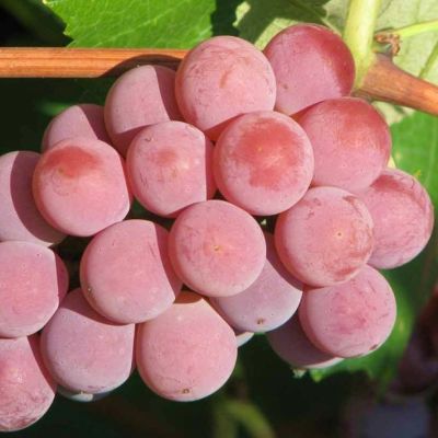 Виноград Мускат розовый - Dolina-Sad.Ru