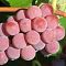 Виноград Мускат розовый - Dolina-Sad.Ru