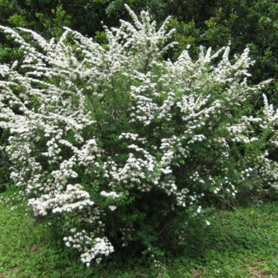 Спирея ниппонская Джун Брайд фото