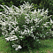 Спирея ниппонская Джун Брайд фото