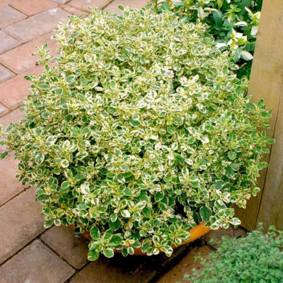 Майоран обыкновенный Кантри Крим фото