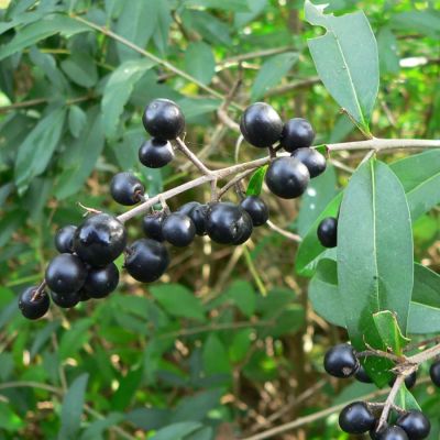 Бирючина обыкновенная, С3 - Dolina-Sad.Ru